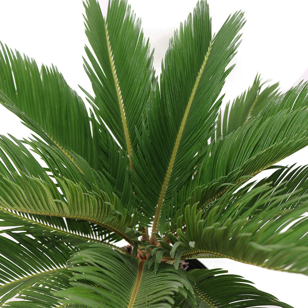 American Plant Exchange Sago Palm – Live 10-Inch Potted Tropical Plant, Easy-Care Indoor & Outdoor Palm, Low-Maintenance Drought-Tolerant Cycad for Home, Office, Patio & Landscape Décor