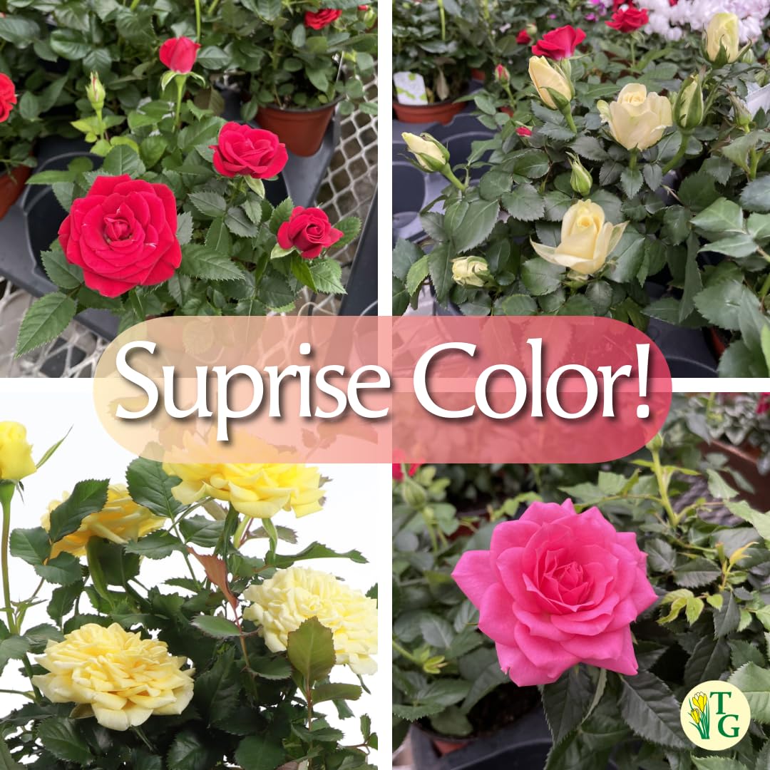 Thorsen's Greenhouse Mini Rose Bush, Spring Blooming Live Plant, Suprise Bloom Color, Gift for Mom, 4" Diameter Plant (Coffee)