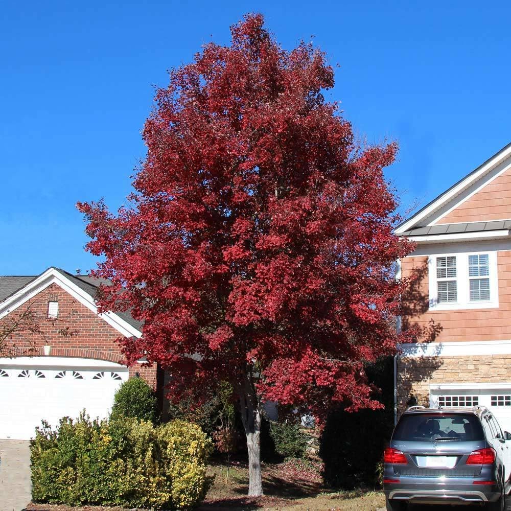Live Plant - Brandywine Red Maple Tree - Live Plant - 12-24" Tall - Quart Pot - Ships Potted
