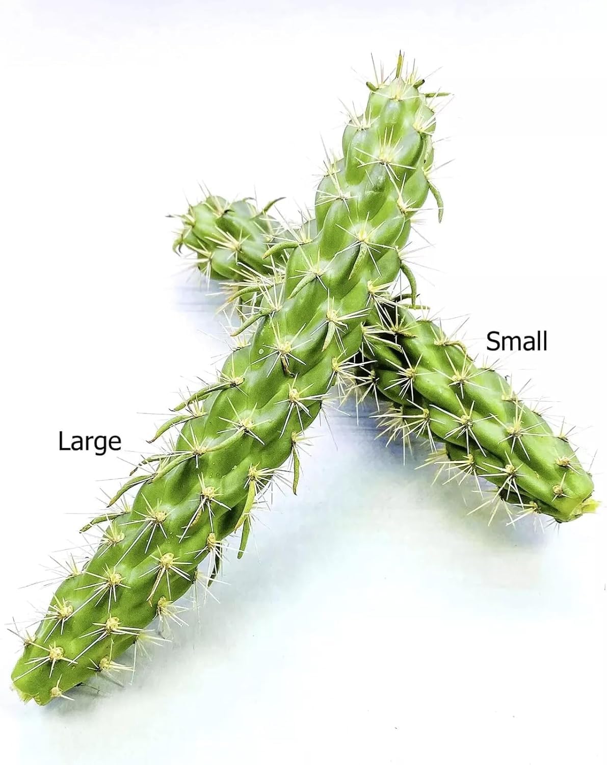 Cane Cholla Cactus (Cylindropuntia spinosior) - Live Plant Cutting - Propagate Ready - Cold Hardy