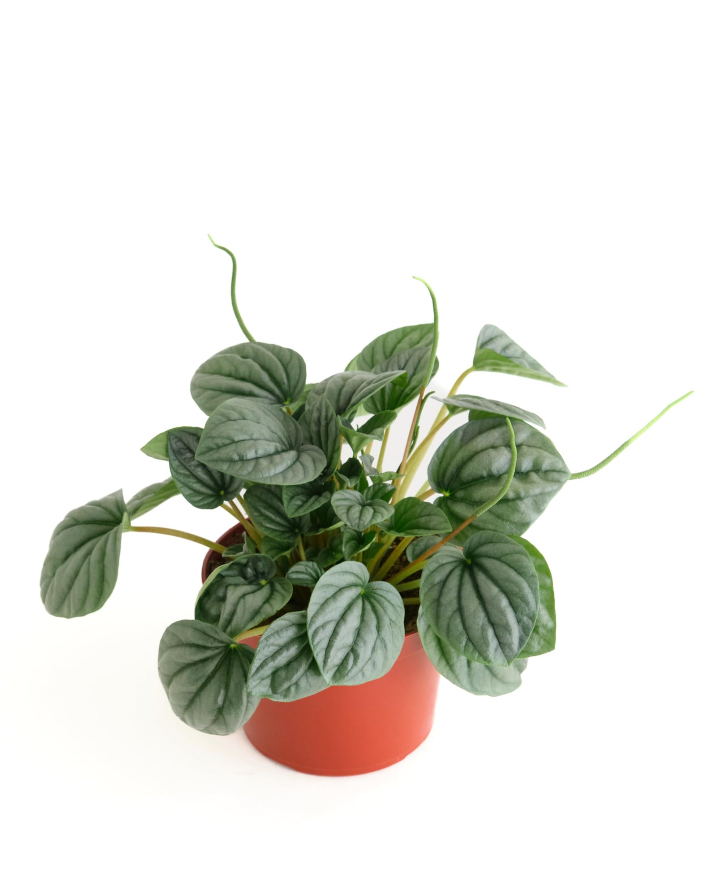 Shop Succulents Peperomia Frost, Live Indoor Plant, Low Maintenance Compact Houseplant with Striking Silver-Gray Leaves, Ideal for Home Decor, Office, and Room Enhancement, 6 Inch Nursery Pot