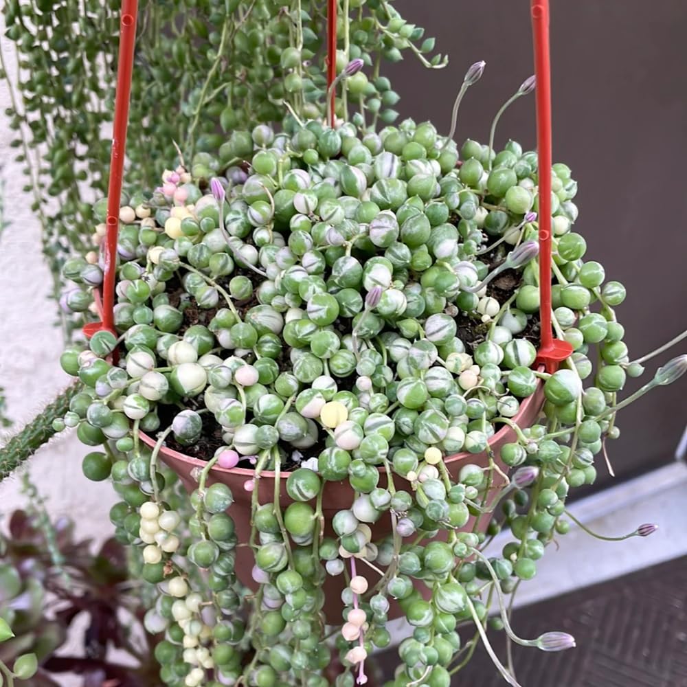 Variegated String of Pearls Plant Live, Succulent Trailing Vine, Indoor Houseplant Live in Pot