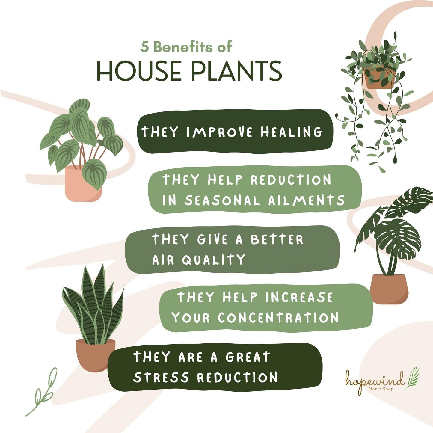 Live Plant,2Lemon Lime Maranta Prayer Plant, Pet Friendly, Air Purifying Plant, Easy Care, EasytoGrow Live Indoor Plant, Houseplant, Rare Indoor Plant, Home Décor 4 inch Pot by Hopewind Plants Shop
