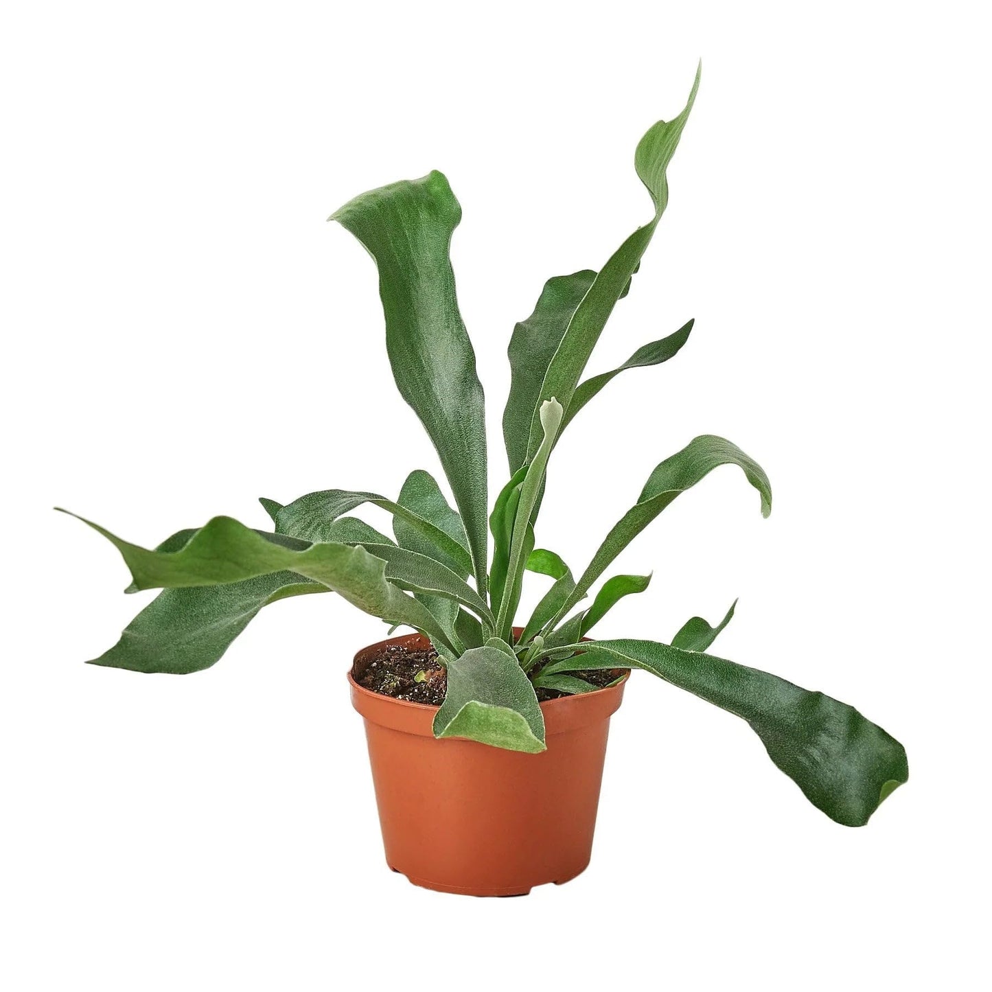Staghorn Fern in 4in Pot - Live Plants Tropical Houseplants | Variegated | USA Growers | The Snobby Leaf