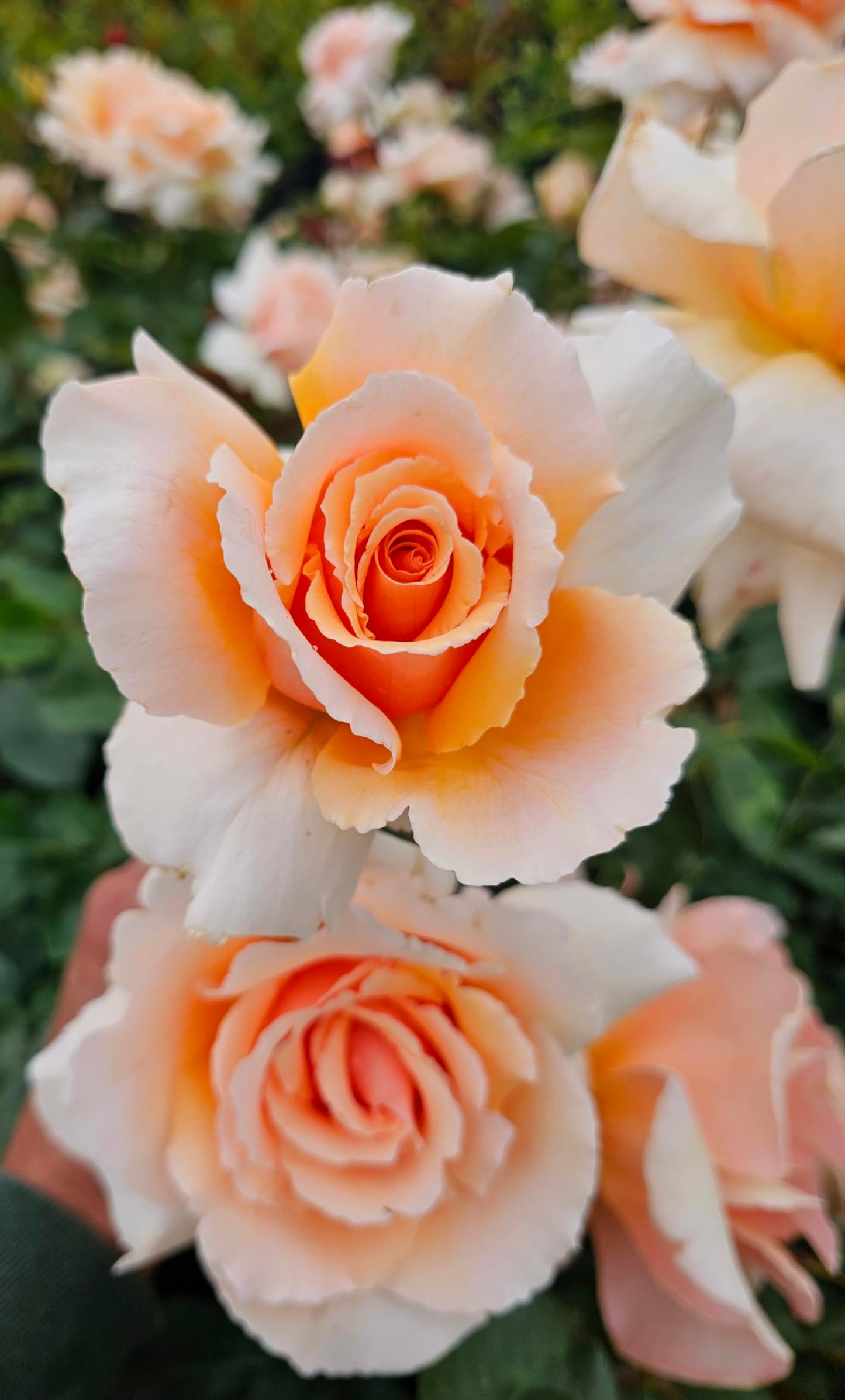 Just Joey Apricot Rose Bush, Rose Bushes Ready to Plant, 2 Quart Pot, Plant Gifts, Roses Live Plants (Apricot - Just Joey Rose)