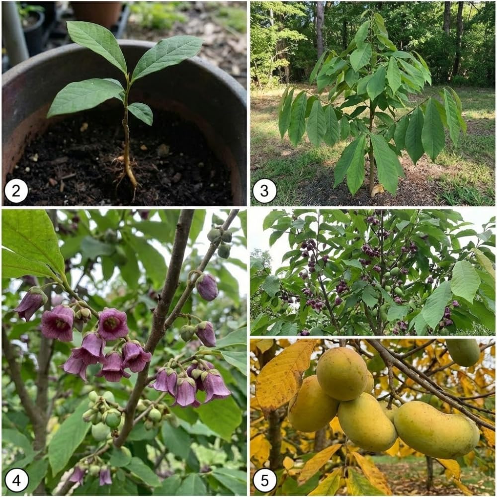 2 Pawpaw Tree Live Plants, 12-24 Inch Tall, Low Maintenance Deciduous Fruit Shrub, Robust Well-Rooted Native Plants for Garden, Dormant Plant