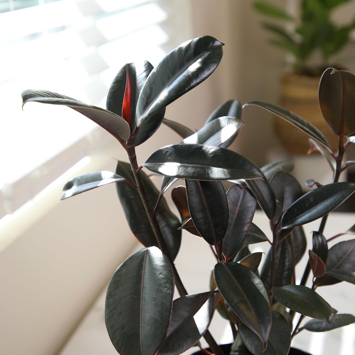 Live Ficus Burgundy, Ficus Tree, Rubber Tree Indoor Houseplant in 8 in. Grower Pot by Plants for Pets