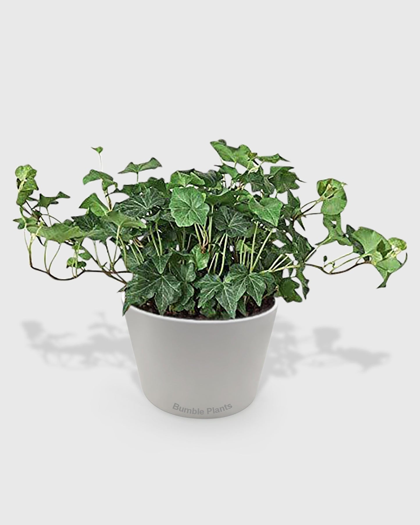 Hedera Helix 'Green California' English Ivy-4" Pot/Nursery Pot - Live Plant Easy Care, Low Maintenance for Home Decor - Air Purification Houseplant