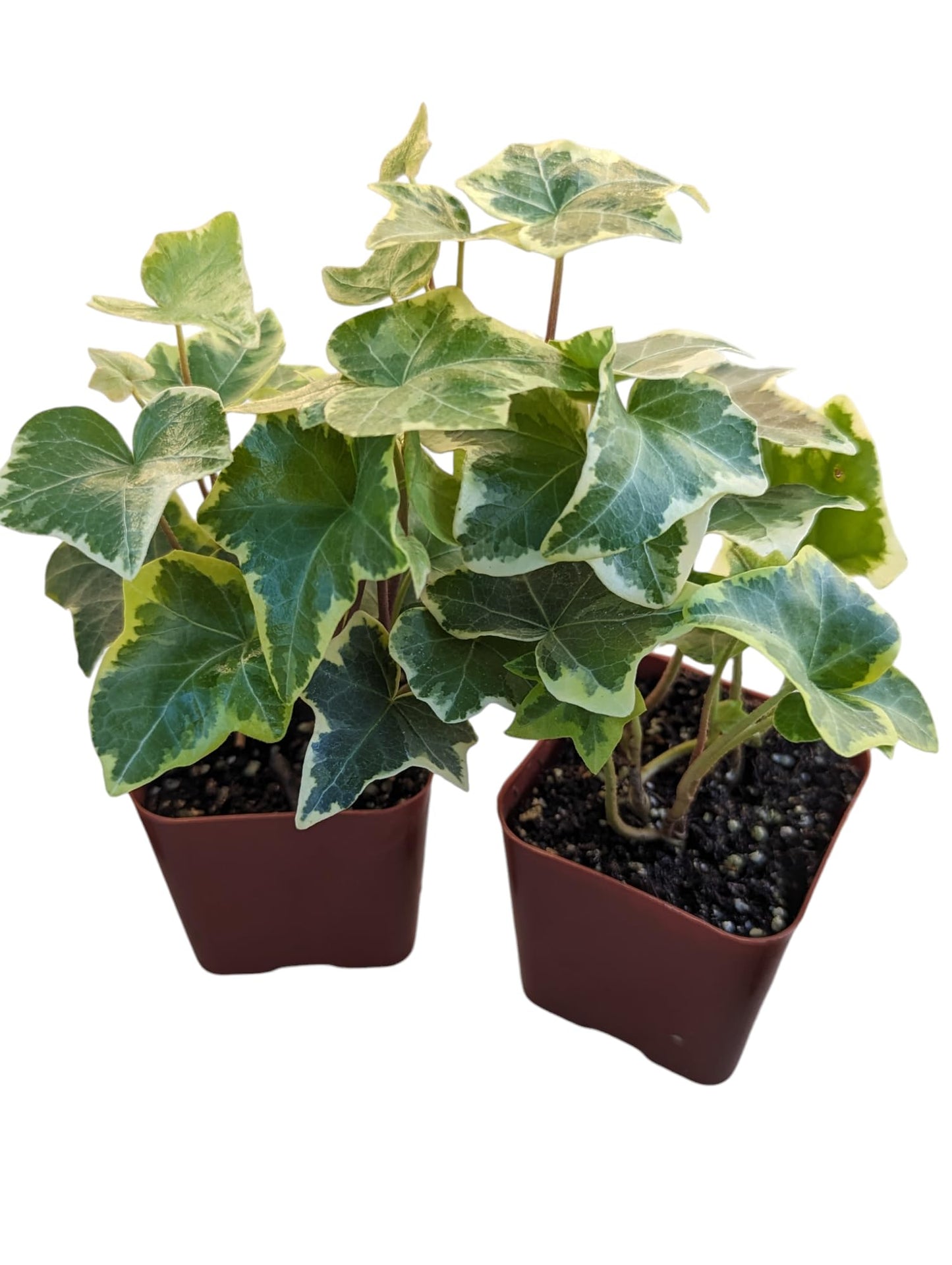 Gold Child English Ivy Plants, Set of 8, Hardy Groundcover, 2 1/4" Pot