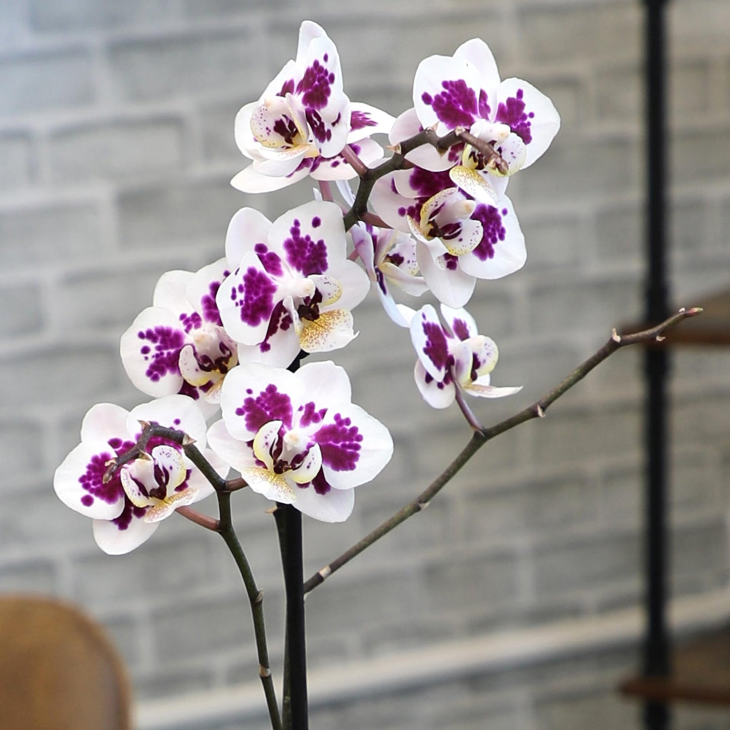 Premium Spotted Live Orchid Plant Blooming in 3.5" Blue & White Orchid Pot, Live Plants, Houseplant Gifts, Approx. 16" Tall, Pet Friendly Houseplants, Phalaenopsis Moth Flower by Plants for Pets