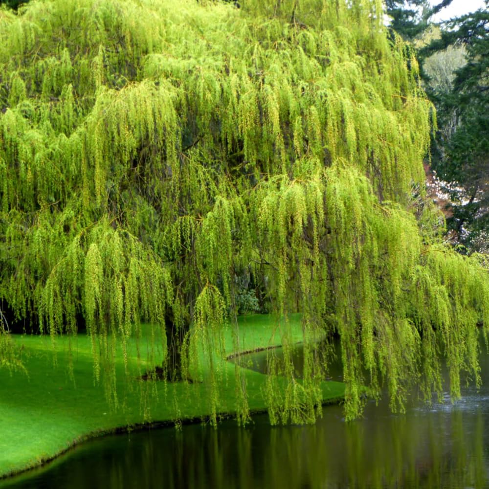 Set 2 Willow Plants Live Bare Root 1-2 Feet Tall, Dormant Willow Live Plants for Outdoor Garden Landscaping (Weeping Willow)