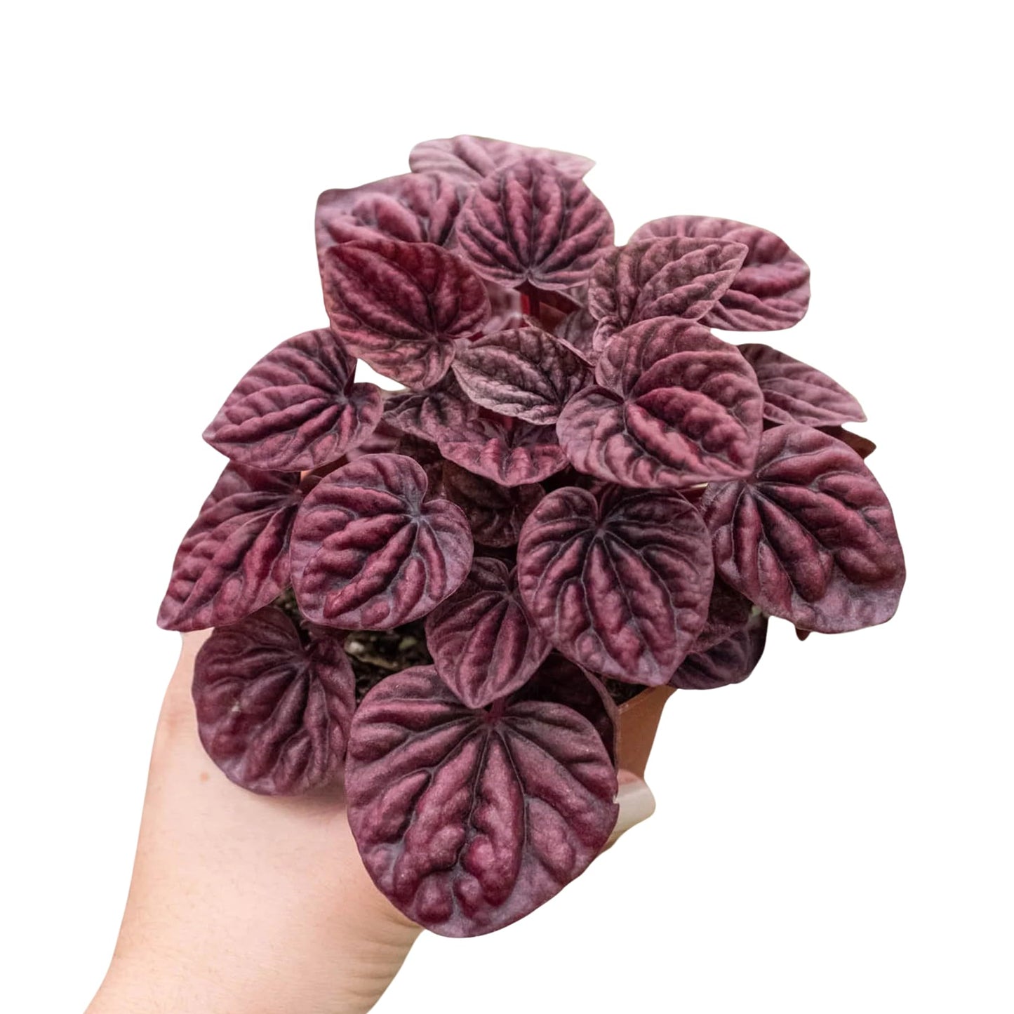 Peperomia 'Ripple Red' in 4in Pot - Live Plants Tropical Houseplants | Variegated | USA Growers | The Snobby Leaf