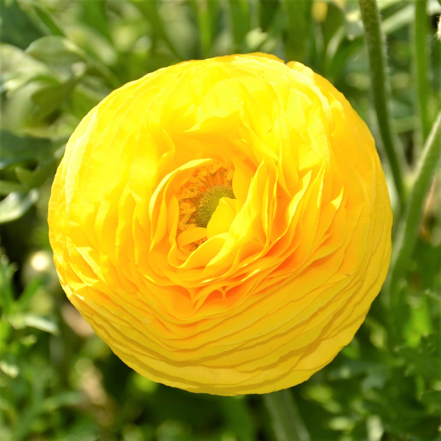 Easy to Grow Yellow Ranunculus 10 Flower Bulbs - Spring Bright Yellow Tecolote Buttercup Blooms in Sun, Carlsbad Flower Fields, Great for Cutting