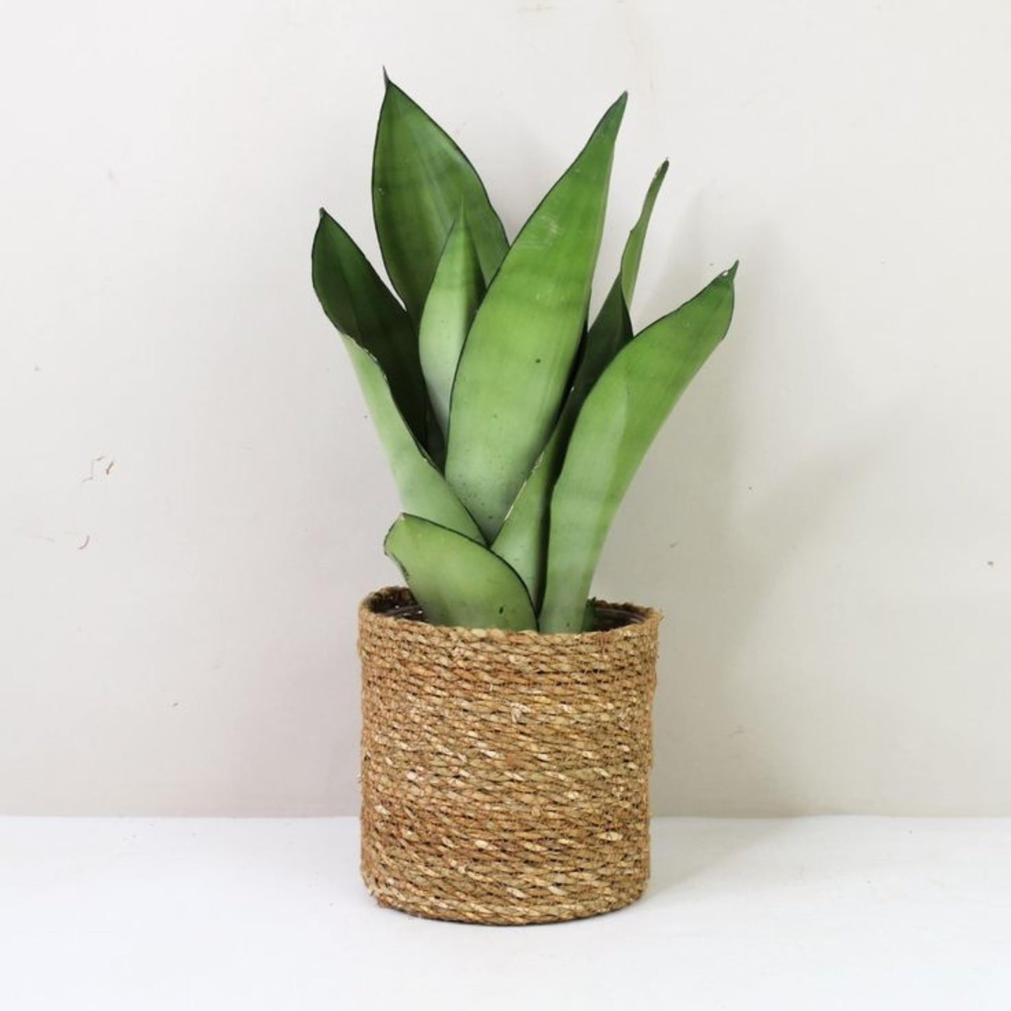 Live Plant Sansevieria Moonshine in 4'' Pot – Easy Care Snake Plant with Silvery Green Foliage, Air-Purifying Houseplant for Home, Office & Gifts (Heat Pack Included)