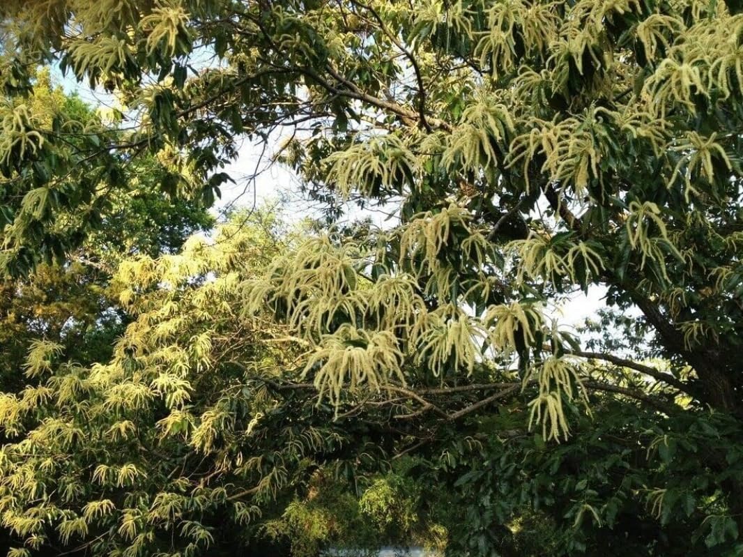 Chinese Chestnut Tree - 10-16" Tall Live Plant - Quart Pot - Fast-Growing Nut Seedling - Castanea mollissima