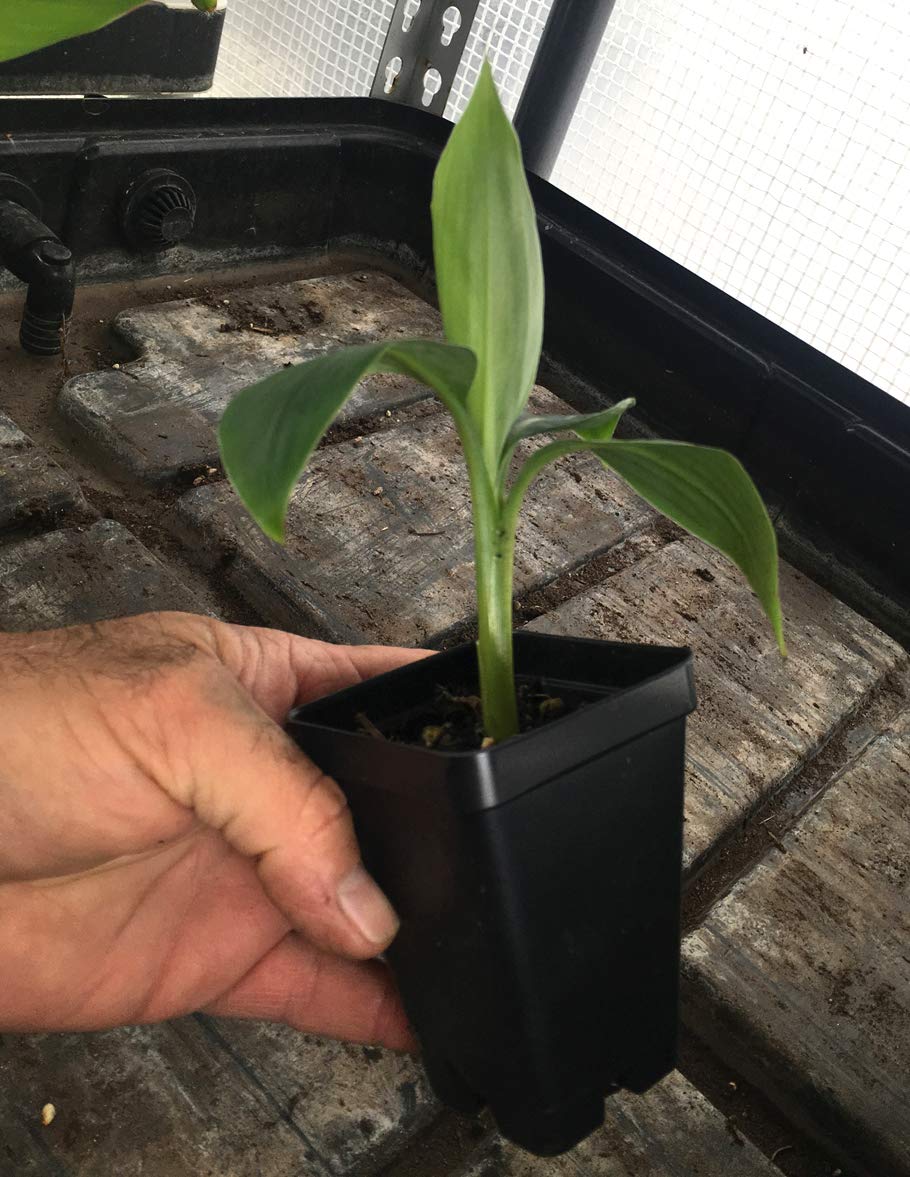 Grand Nain Chiquita Banana Tree - Live Dwarf Banana Plant