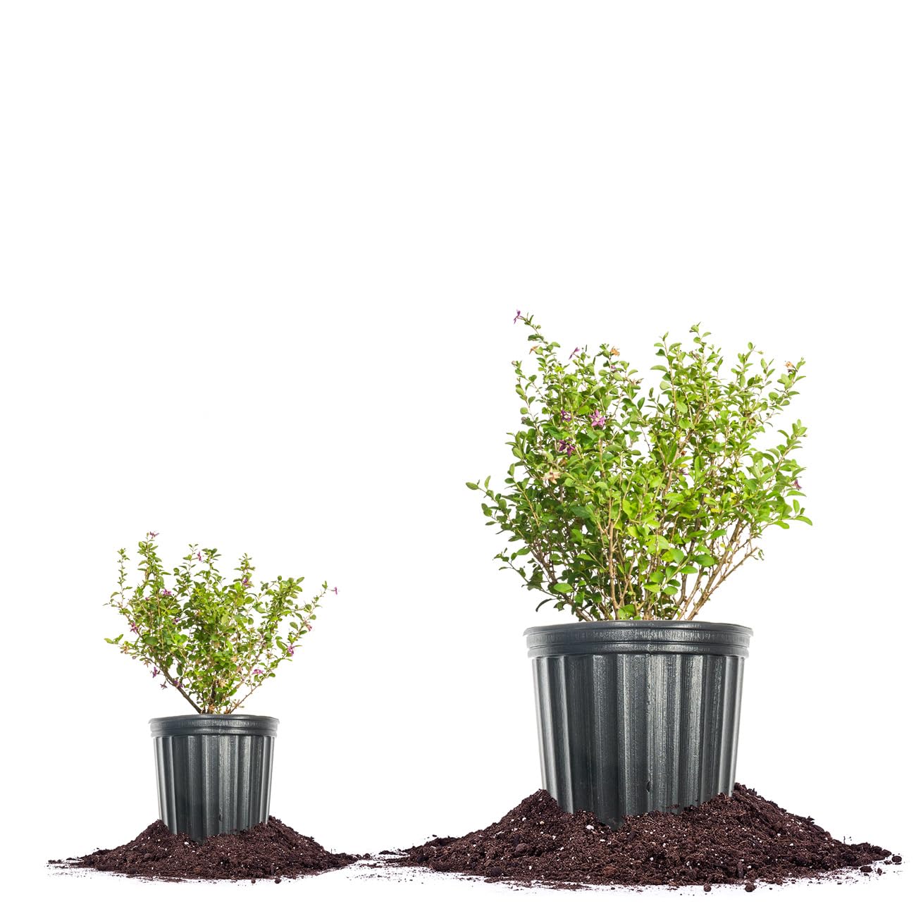 Perfect Plants Goji Berry Bush in 1 Gallon Grower's Pot | Delicious Wolfberry for Outdoor Planting | Fresh Antioxidant Packed Fruits | Fully Mature for Home Gardens