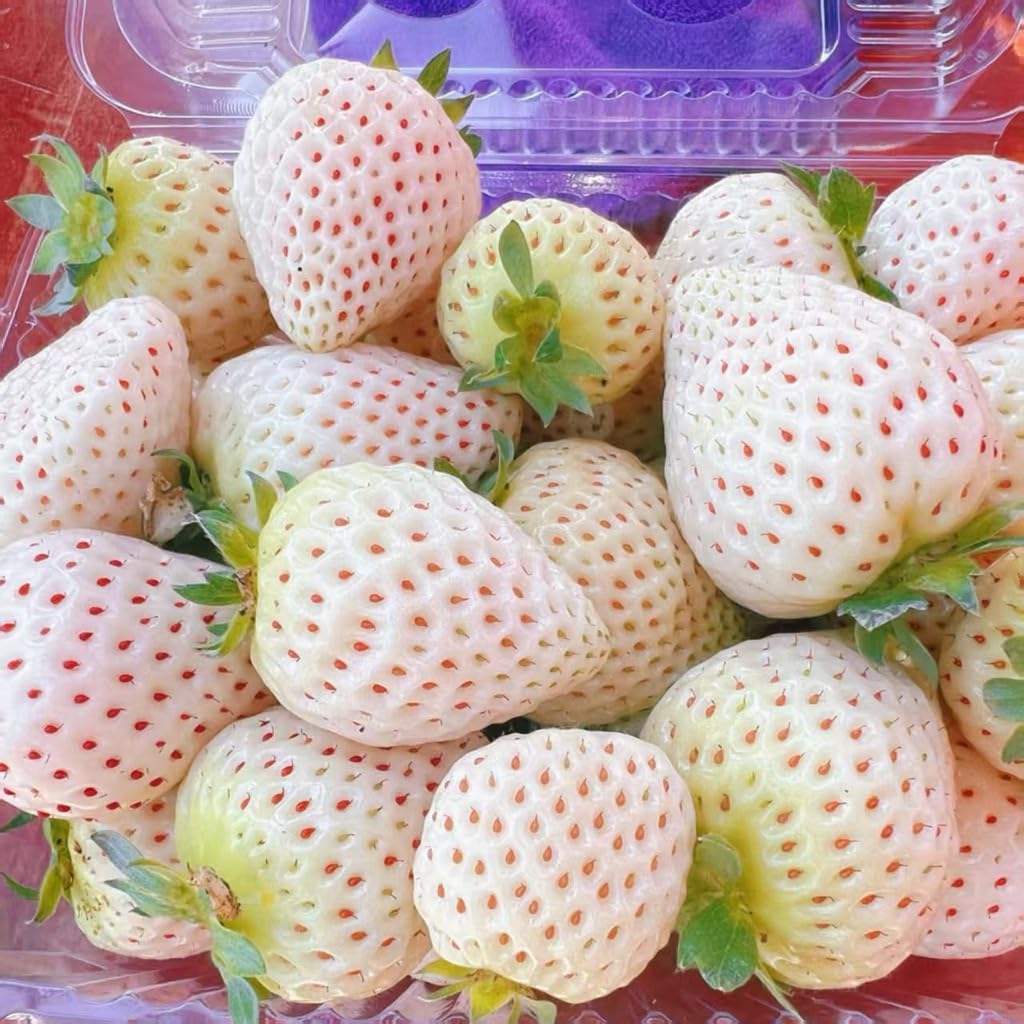 Rare Live White Pineberry Strawberry Plant - Non-GMO Fruiting Shrub in 4-Inch Nursery Pot – Creamy White Fruit with Red Seeds – Sweet & Tropical Flavor for Home Gardens and Patio Containers