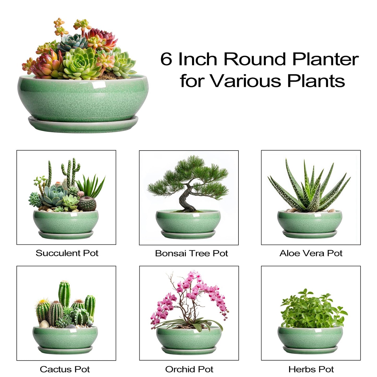 SQOWL Succulent Pots 6 Inch - Ceramic Bonsai Planter for Indoor Plants Outdoor, Shallow Planter with Drainage Hole and Tray, Round Planters for Cactus Flower, Office Decor, Gardening Gifts, Green