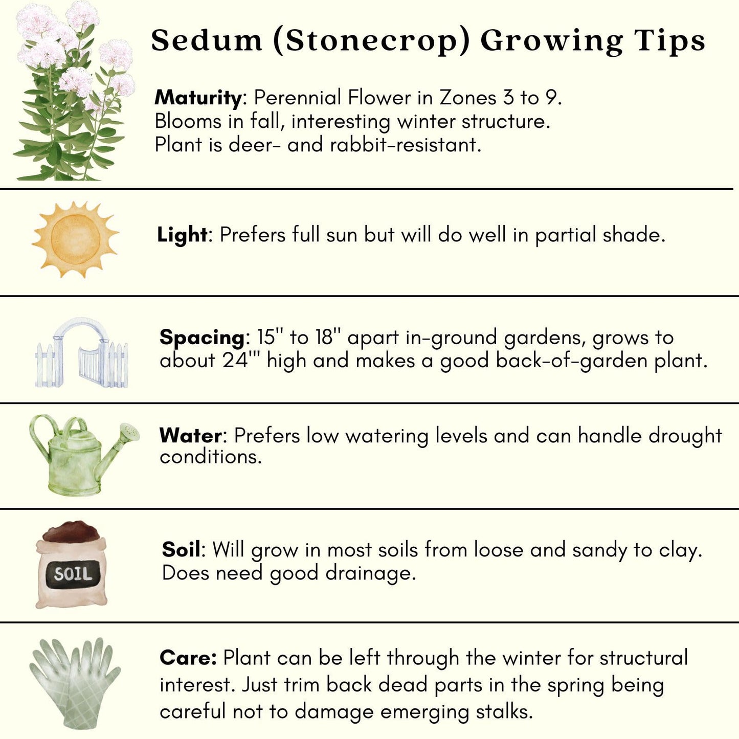 Clovers Garden Sedum Autumn Joy Plants – Two (2) Live Plants – Non-GMO - Not Seeds - Each 4" to 8" Tall – in 4" Inch Pots – Perennial, Pollinator Friendly