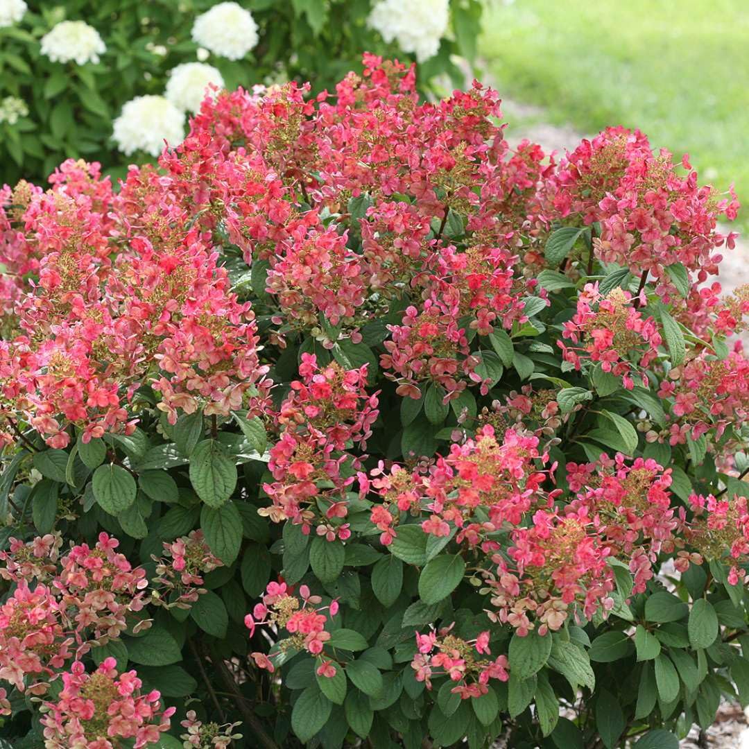 Live Plant - Little Quick Fire Panicle Hydrangea Petite Dwarf Shrub - 6-12" Tall - Quart Pot
