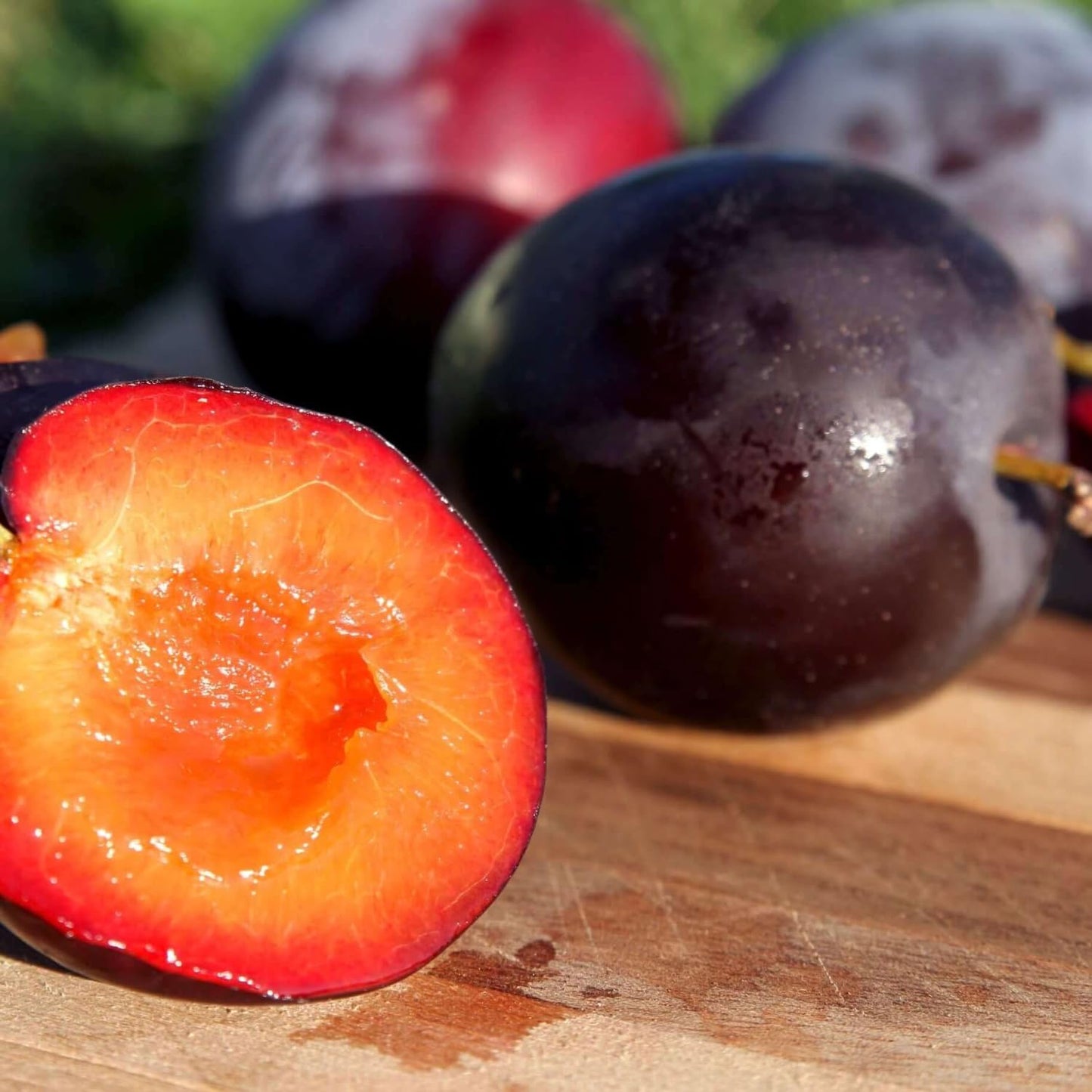 Live Flavor Pluot Tree Plant in 3 Gallon Pot, 2–3 Ft Tall Plum Apricot Fruit Tree for Outdoor Garden, Backyard, or Landscape Planting, No Ship to CA