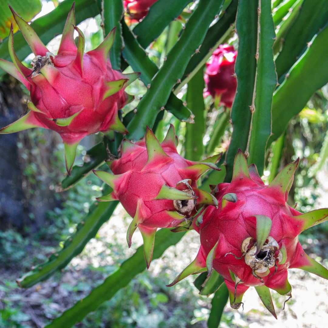 Live Red Dragon Fruit Plant, Sweet Dragon Fruit, 4 Inch Pot for Planting