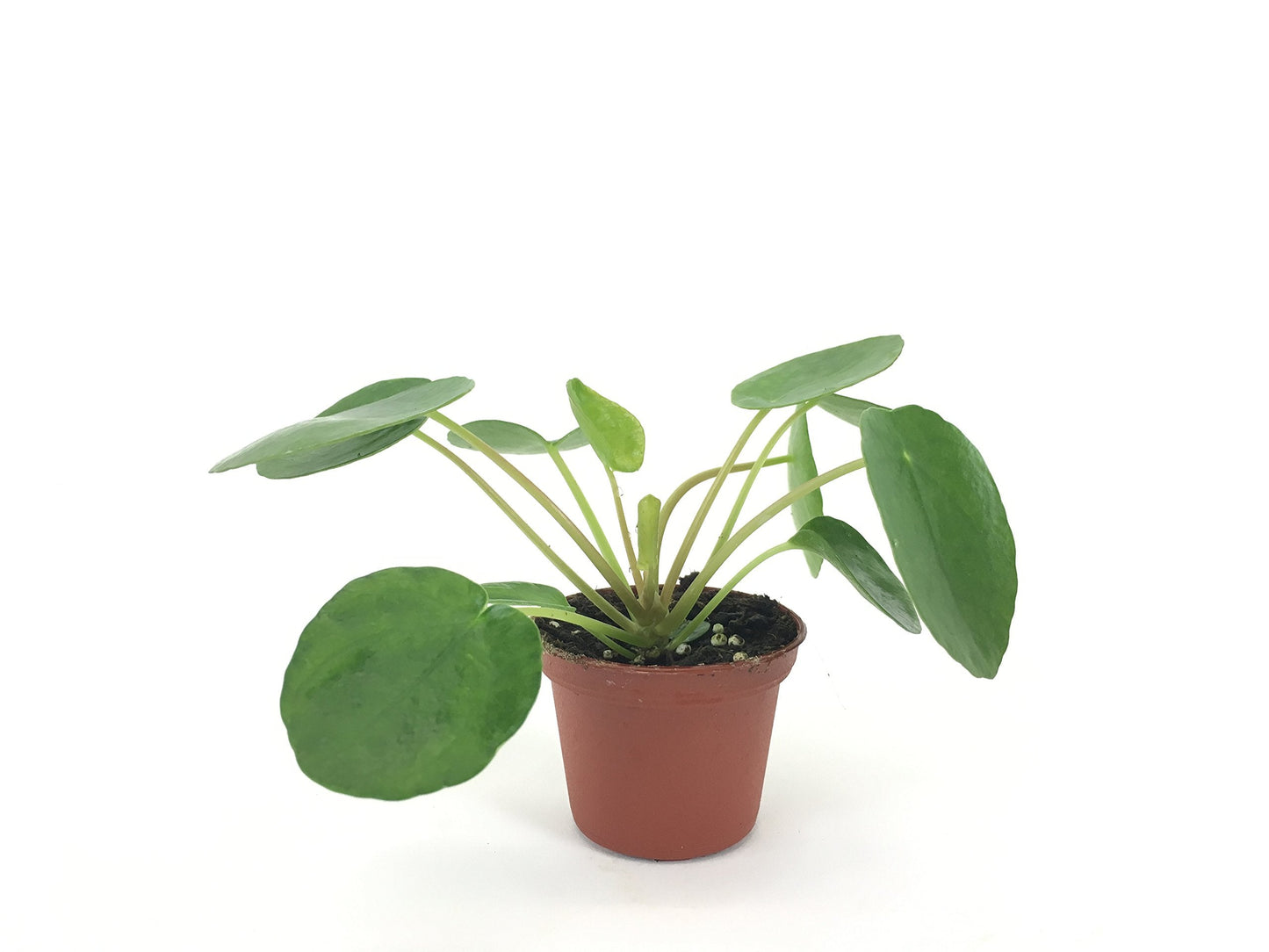 Set of 2 Pilea peperomioides Plants (2" Pot) (Chinese Money Plant/Pancake Plant/UFO Plant)