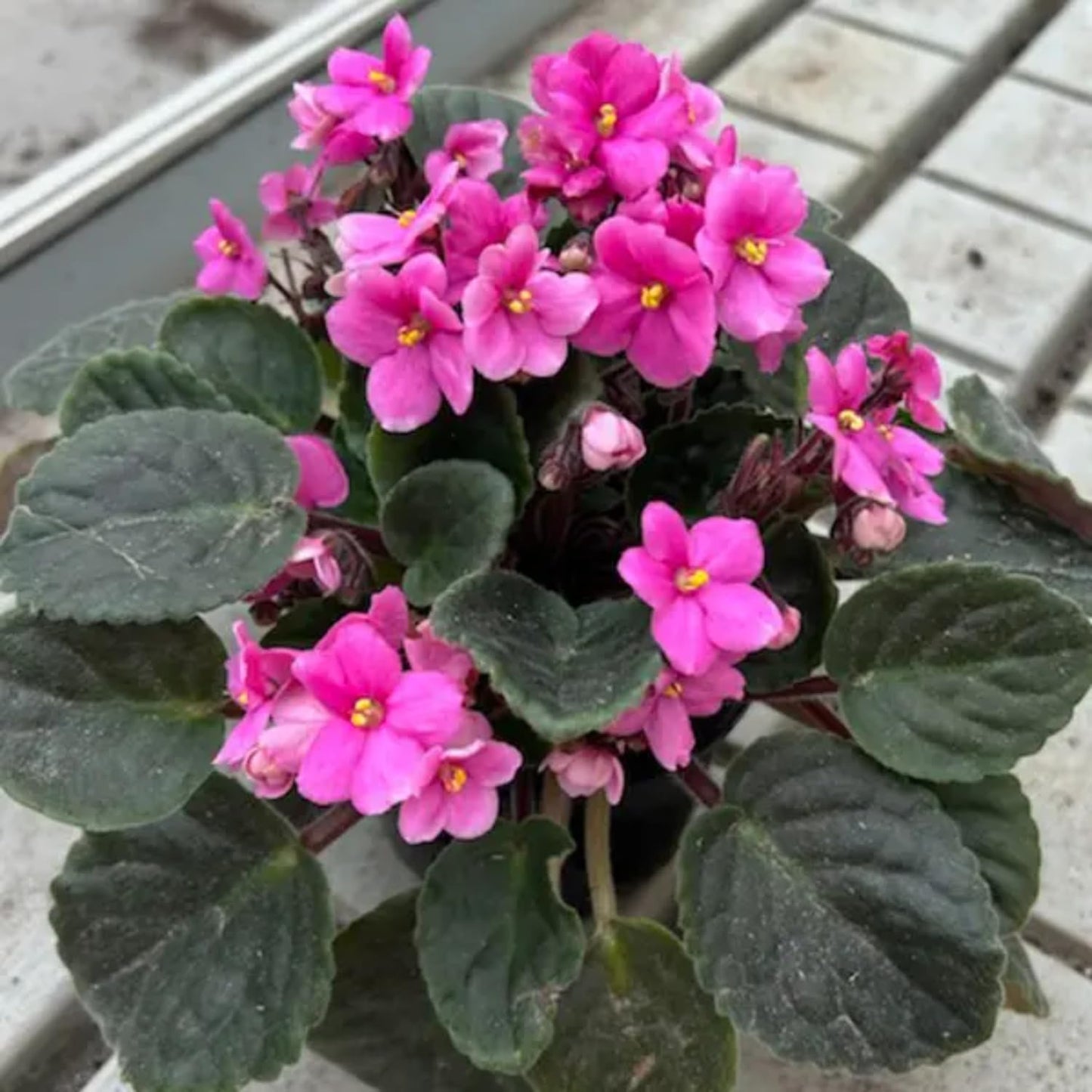 Pink African Violets Live Plants, 4 Inch Pot African Violet Plant, Vibrant Flowers, Perennial Flowering Houseplant