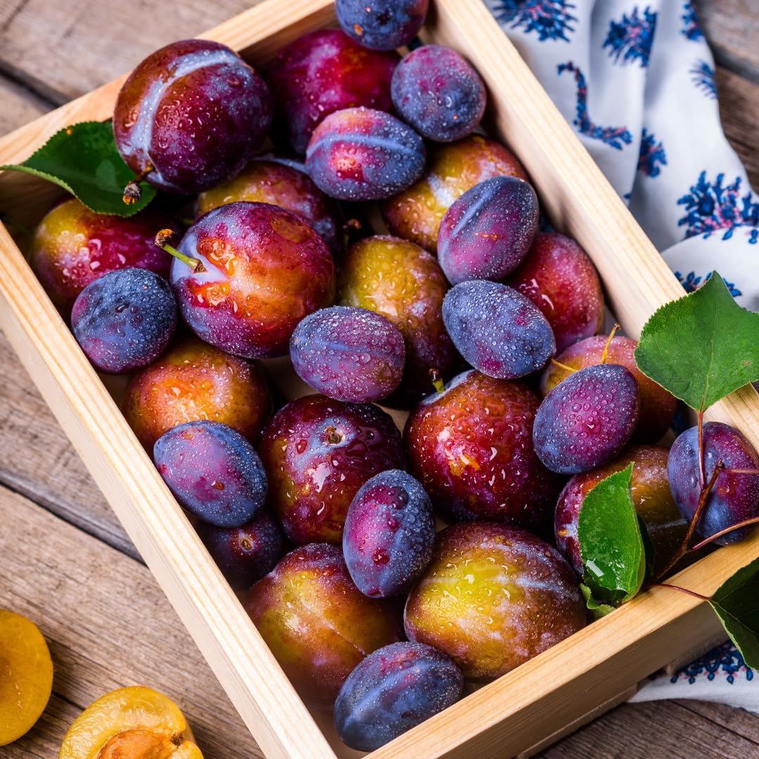 Plum Tree Live Plant, 1 Year Old Plum Trees Sweet Fruits Bare Roots, 6-12" Tall, Cold Hardy, Dormant in Winter