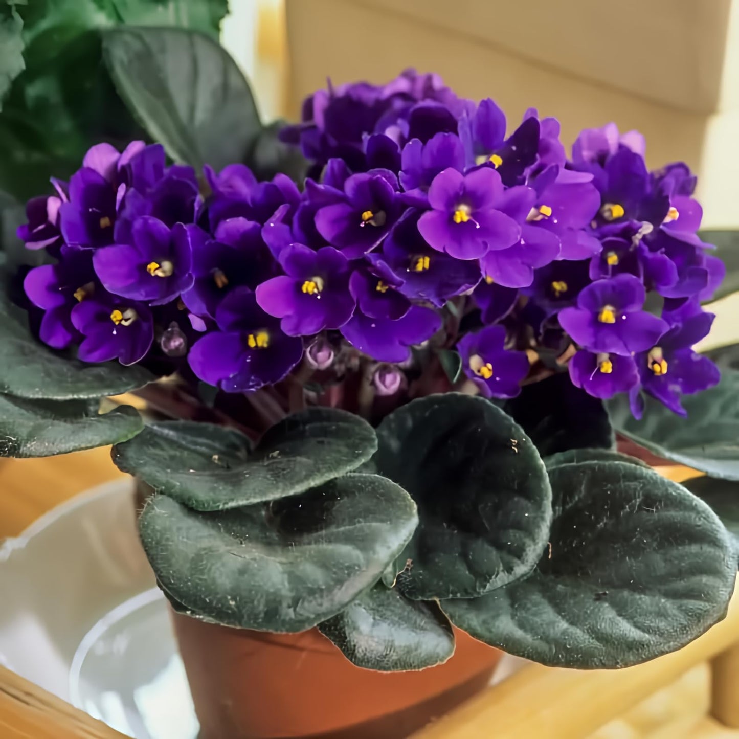 African Violets Live Plants Houseplants for Planting, Dark Purple African Violet Flower 4 Inches Pot, Live African Violet Plant Indoor, African Violet Flowers