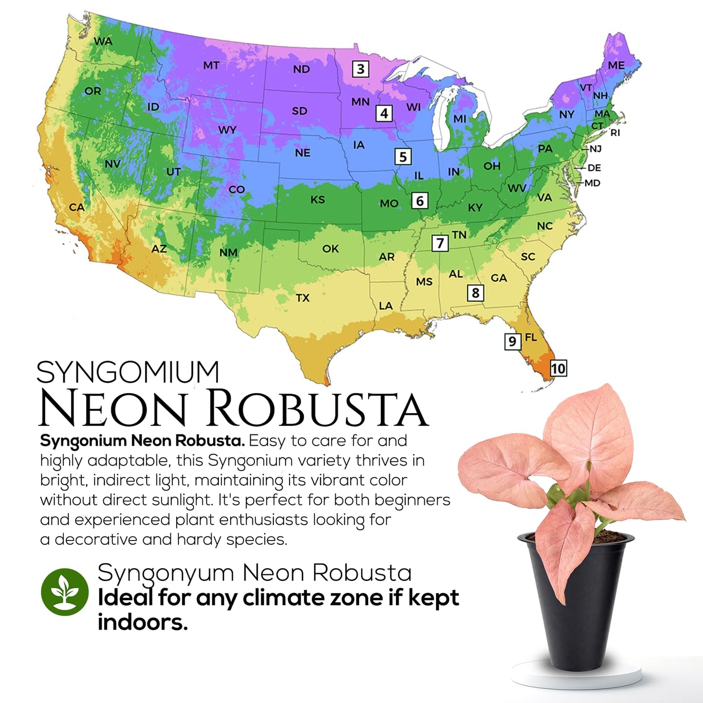 Syngonium Neon Robusta Plant (4 Pack) Live Starter Plants, Pink Arrowhead Vine Houseplants, Easy Care Indoor Tropical Plants Live, Colorful Foliage Plants