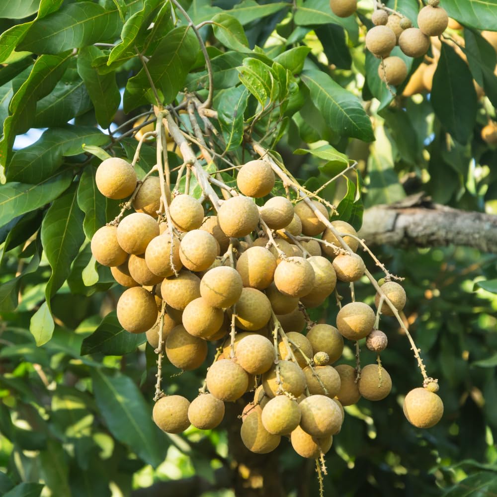Longan Tree Live Plant, Longan Fruit Tree, 4 Inc Pot, 6 to 8 Inc Tall, Sweet Tropical Fruit for Backyard and Garden