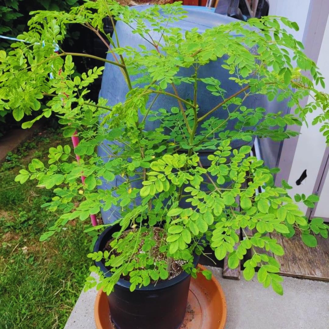 2 Moringa Trees Live Plants, Moringa Oleifera Plants, 4 to 6 Inc Tall, Easy to Plant Outdoor Gardening