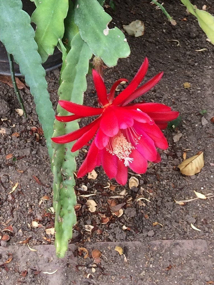 Four (4) Orchid Cactus (Epiphyllum) 8" Fresh Cuttings: 2 for White and 2 for Red Flower