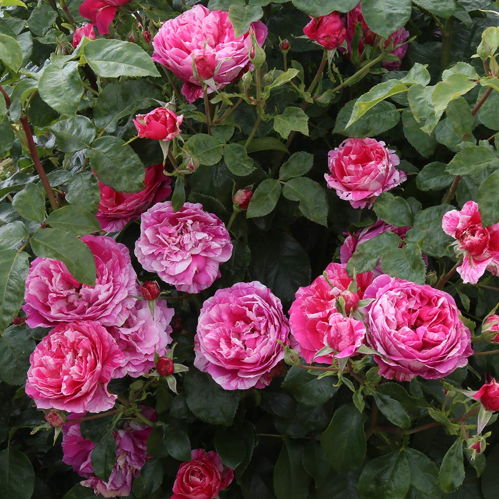 Heirloom Climbing Roses, Live Own Root Plant for Outdoor Garden, Raspberry Cream Twirl™, Lightly Fragrant, Hardiness Zones 6-10, Continual Blooming