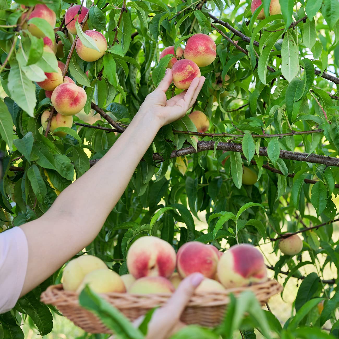 PERFECT PLANTS Early Elberta Peach Tree 4-5 Feet | Live Fruit Tree for Outdoor Planting | Sweet & Healthy Fruit | Spring Blooming Flowers Mature to Ripe Fruits in Summer