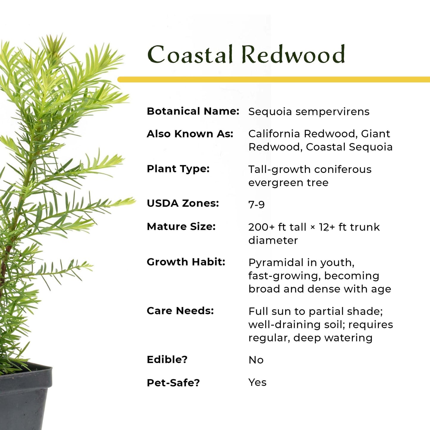 2 Coastal Redwoods (Sequoia sempervirens) – Tall Evergreen Conifer with Soft, Dense Needled Foliage | 2.5” Nursery Cubes, Ready-to-Plant Live Starter Plants