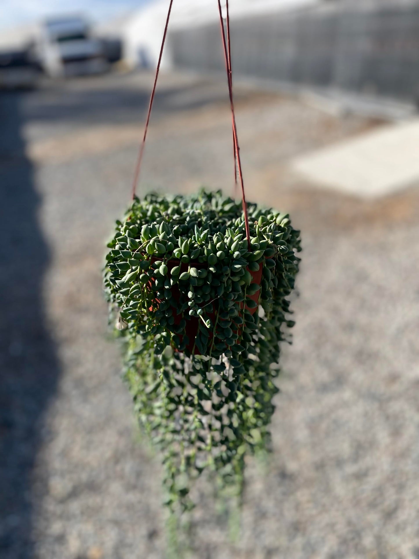 Live Succulent 6" String of Raindrop Live Plant Easy to Care for Indoor Hanging Plant Sculpture Succulent Plants Fully Rooted, House Plant for Home Office
