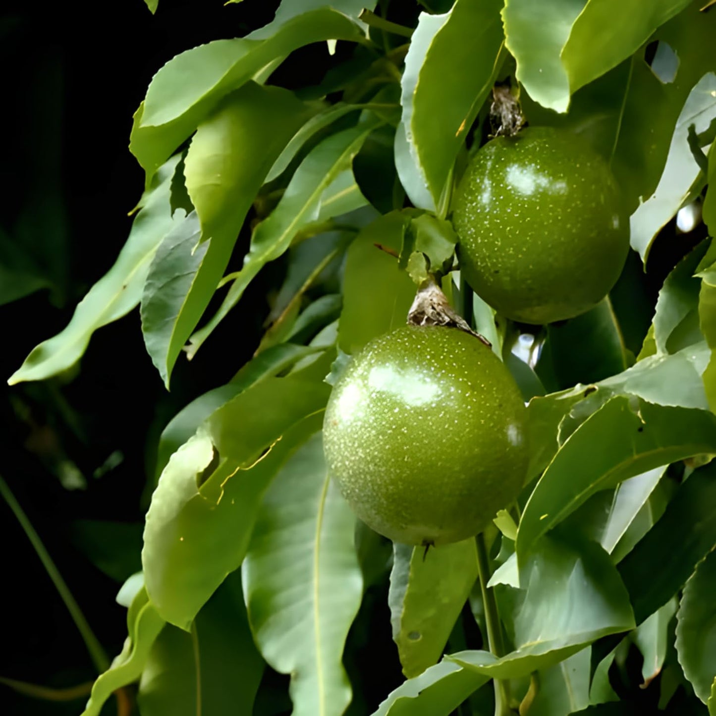 Passionfruit Plant - Red Passion Fruit Vine, 4 Inch Tall, Tropical Climbing Vine with Sweet Flavor for Outdoor Landscaping, Vertical Gardens & Decorative Displays