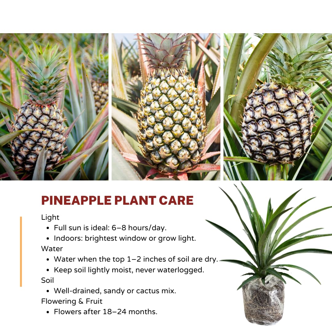 1 White Jade Pineapple Plant Live for Planting, Sweet Pineapple Fruit Tree Live Plant 5 to 8 Inch Tall, Pineapple Starter Plants