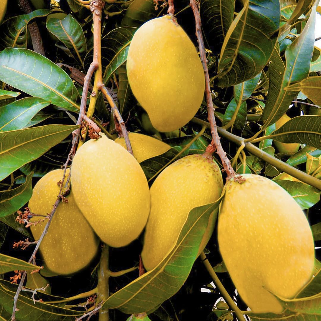 Large Yellow Mango Tree Live Plant, 8 to 14 Inches Tall in Pot, Ready to Bear Fruit in 1-2 Years, Large Sweet Mango Tree for Planting