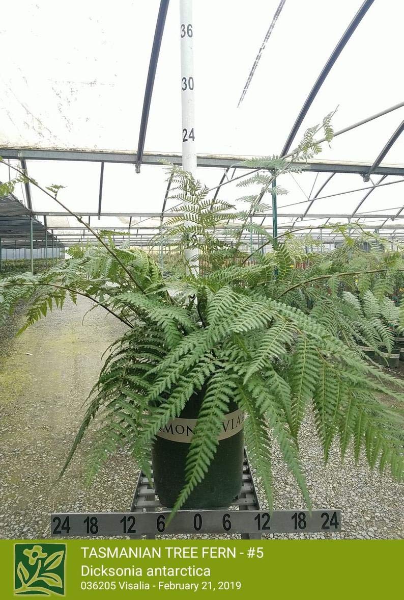 1 Live Plant - Tasmanian Tree Fern Dicksonia Antarctica