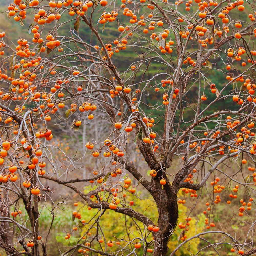 Persimmon Tree Live Plant, 6 to 12 Inches Tall Size Plant, Quart Pot, Dormant in Winter