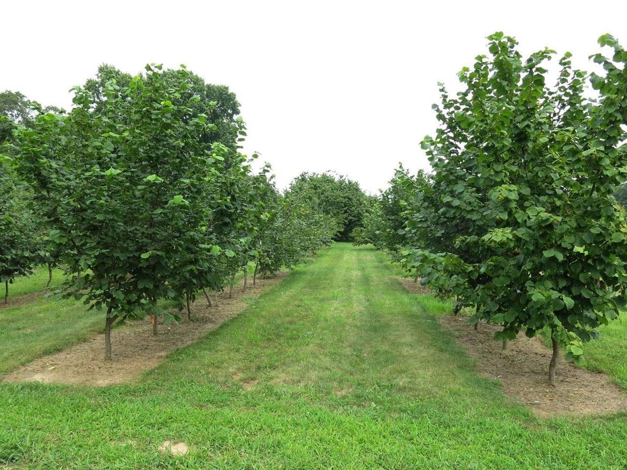 Hazelnut Tree 75 Fresh PCS