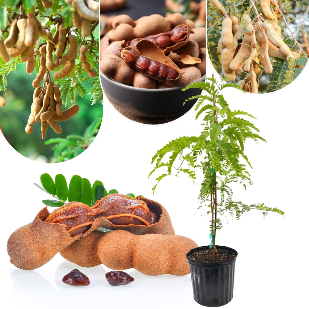 Tamarind Tree Live Plant, Tropical Tamarind Fruit Tree, 2-3 Feet Tall, Fully Rooted in Gallon Pot Ready to Grow