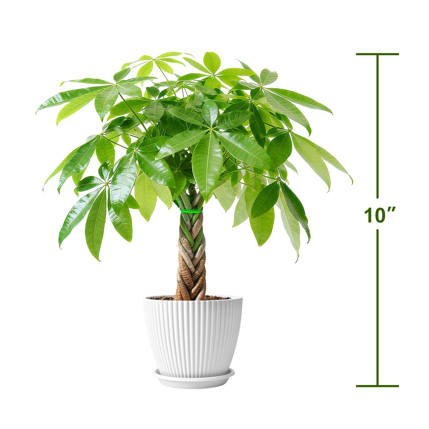 Sprout N Green Small Money Tree with 5 Lucky Braid, Live Plant with White Stripe Pot, Decoration for Indoor Home Office Tabletop Windowsill Side Table, Housewarming Christmas Gift, 8-10" Tall