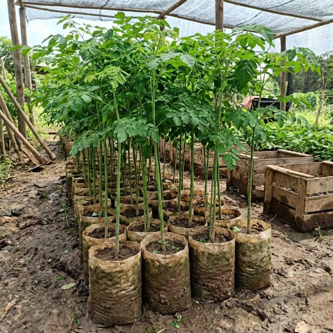 02 Malunggay Moringa Trees Plants Live for Outdoor Growing, Zones 9-11, Size 5-7" in Tall Starter Plant