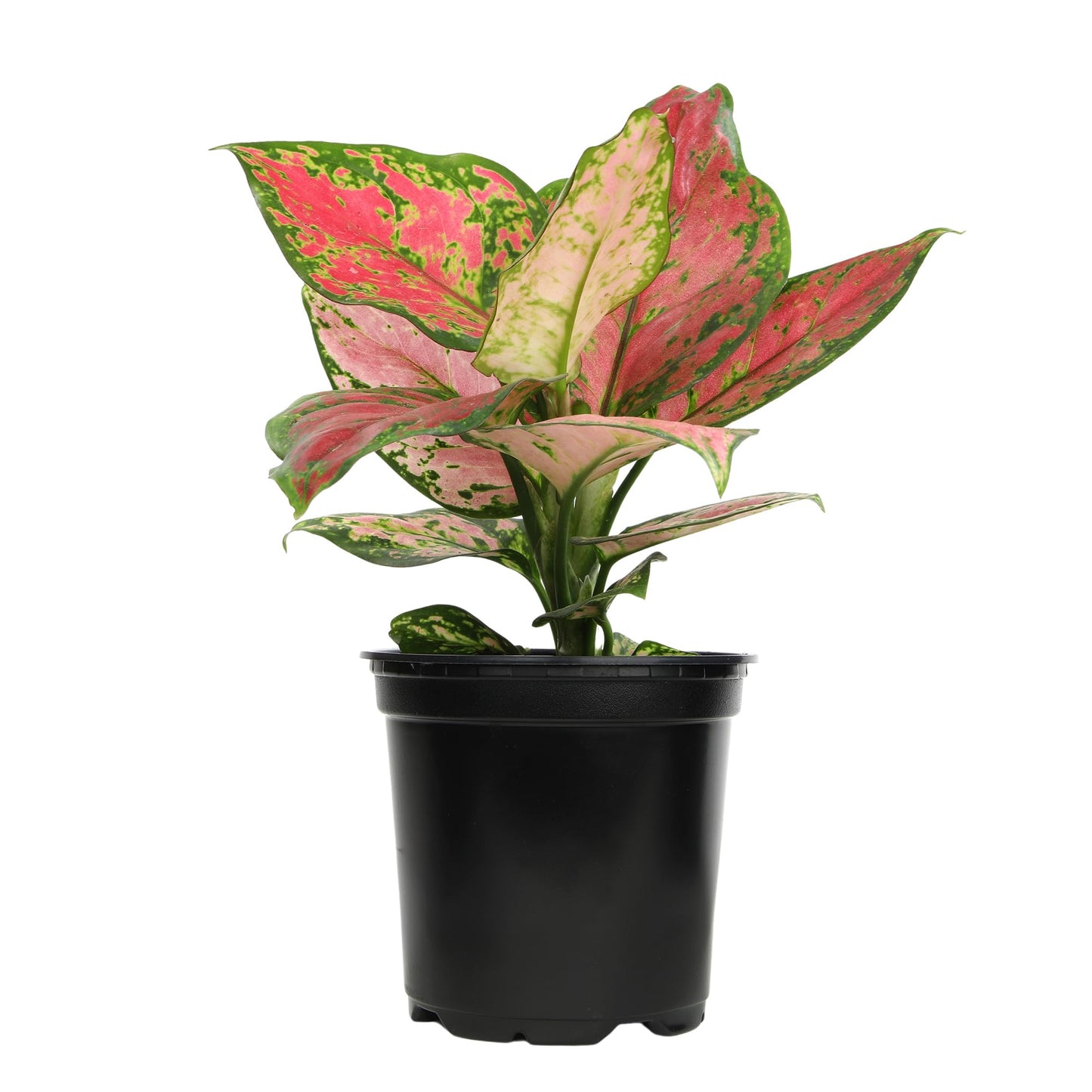 Beauty Aglaonema Chinese Evergreen Live Plant, Variegated Plant Exotic House Plants Live Tropical Plants, Rare House Plants Indoors Live Plants Indoor Plants Live Houseplants by Plants for Pets