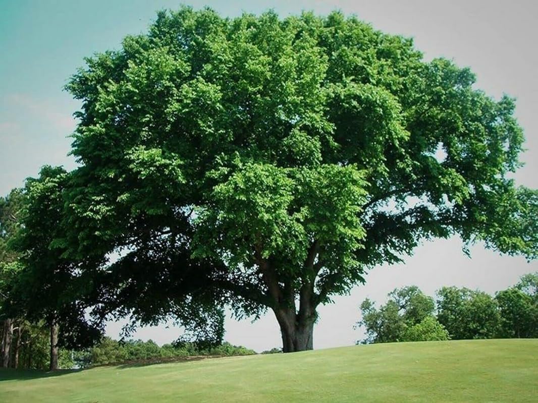American Elm Tree - 10-16" Tall Live Plant - Quart Pot - Fast Growing Shade Tree Seedling - Ulmus Americana